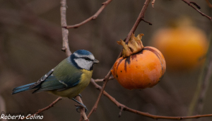 parus caeruleus, blue tit, herrerillo común, diospyros kaki, birding, birdwatching, galdames, aves