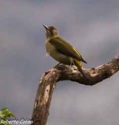 picus viridis, pito real, aves, birds, birding, birdwatching, green woodpecker