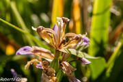 Lirio fétido (Iris foetidissima)
