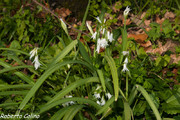 Ajete (Allium triquetrum)