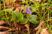 Violeta silvestre (Viola sp.)