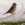 aves de Galdames, Pinzón común macho, Fringilla coelebs, chaffinch, birding, birdwatching