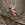 aves de Galdames, picogordo, coccothraustes coccothraustes, hawfinch,  birding, birdwatching