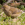 aves de Galdames, verderón, Chloris chloris, greenfinch,  birding, birdwatching