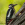 aves de Galdames, Pico carpintero, Dendrocopos major,  birding, birdwatching