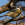 aves de Galdames, Herrerillo común, Parus caeruleus,  birding, birdwatching