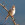 aves de Galdames, Gorrión común, Passer domesticus,  birding, birdwatching