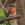 aves de Galdames, Camachuelo macho, Pyrrhula pyrrhula,  birding, birdwatching