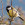 aves de Galdames, Carbonero común, Parus major,  birding, birdwatching