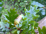 Roble (Quercus robur)